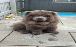 Chow Chow dogs for sale: Female chow chow  - Image 1