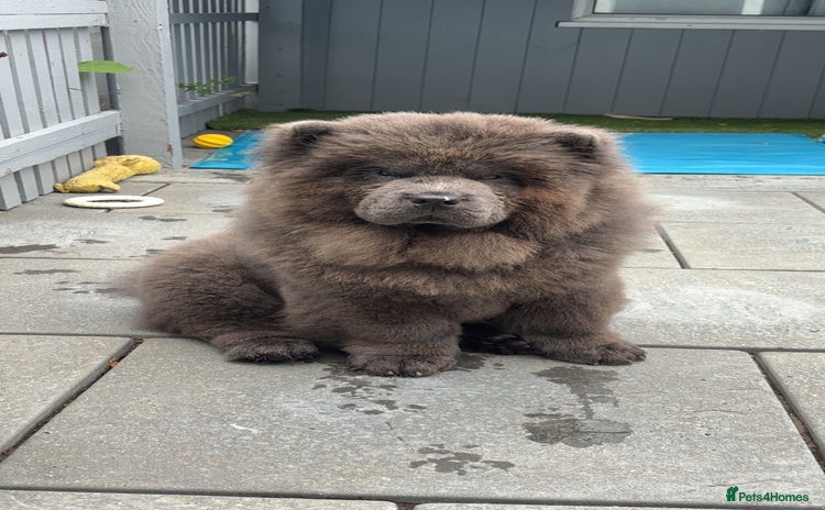 Chow Chow dogs - Advert 5