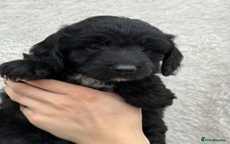 Aussiedoodle dogs for sale: Miniature Aussie Doodles  - Image 1