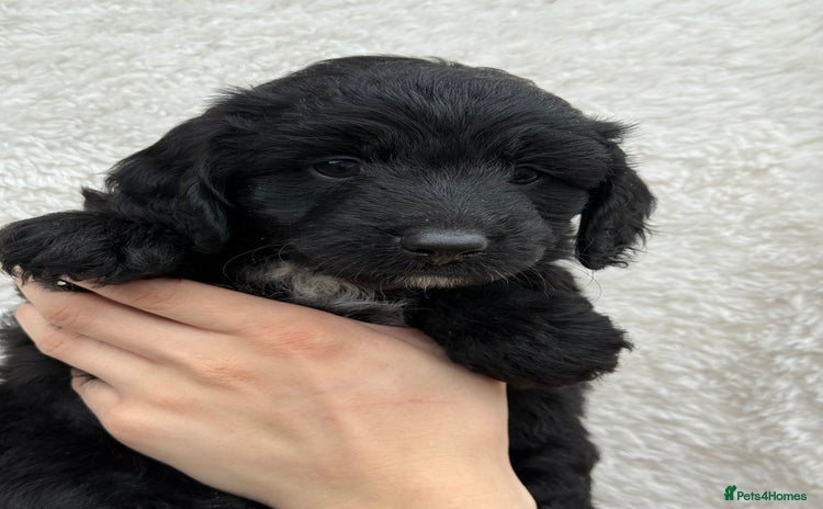 Aussiedoodle dogs - Advert 13