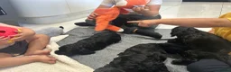Cockapoo dogs for sale: F1 health tested from ethical breeder  - Advert 7