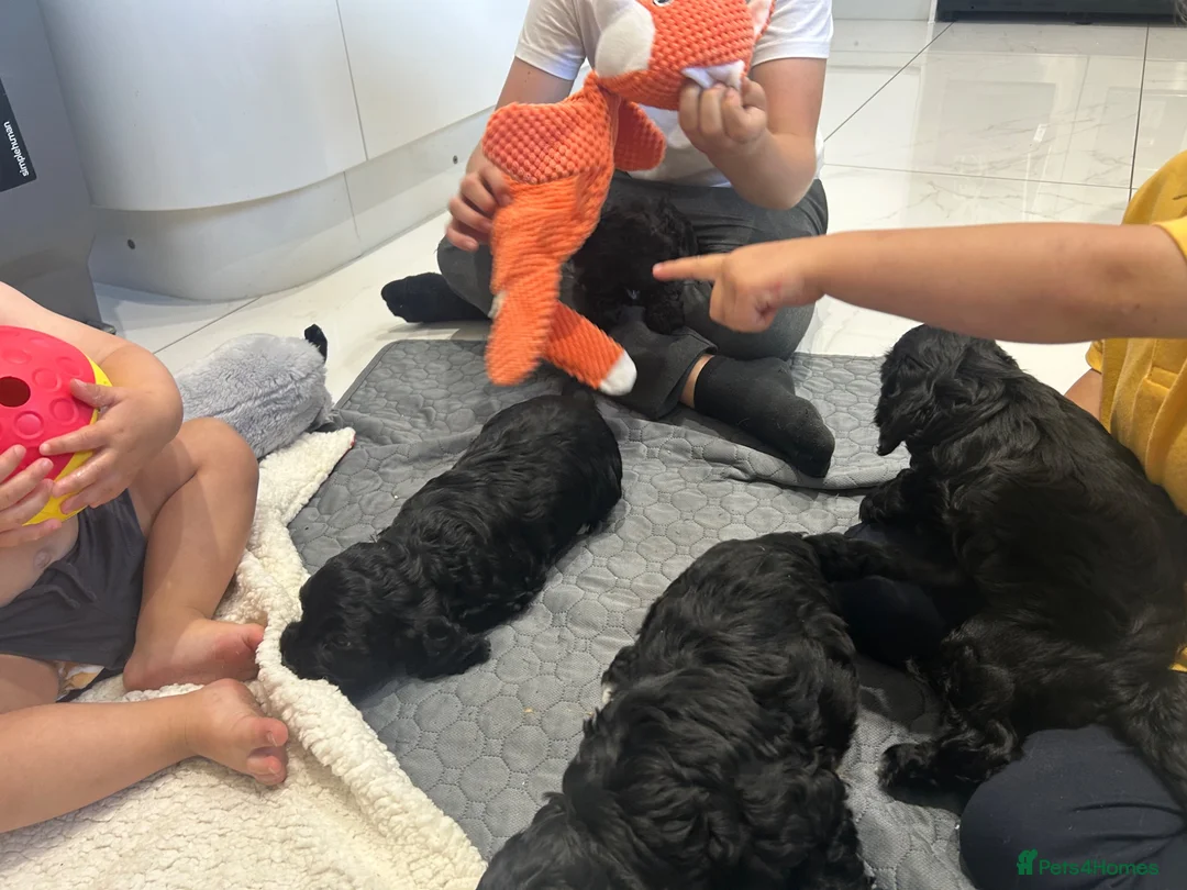 Cockapoo dogs for sale: F1 health tested from ethical breeder  - Advert 7