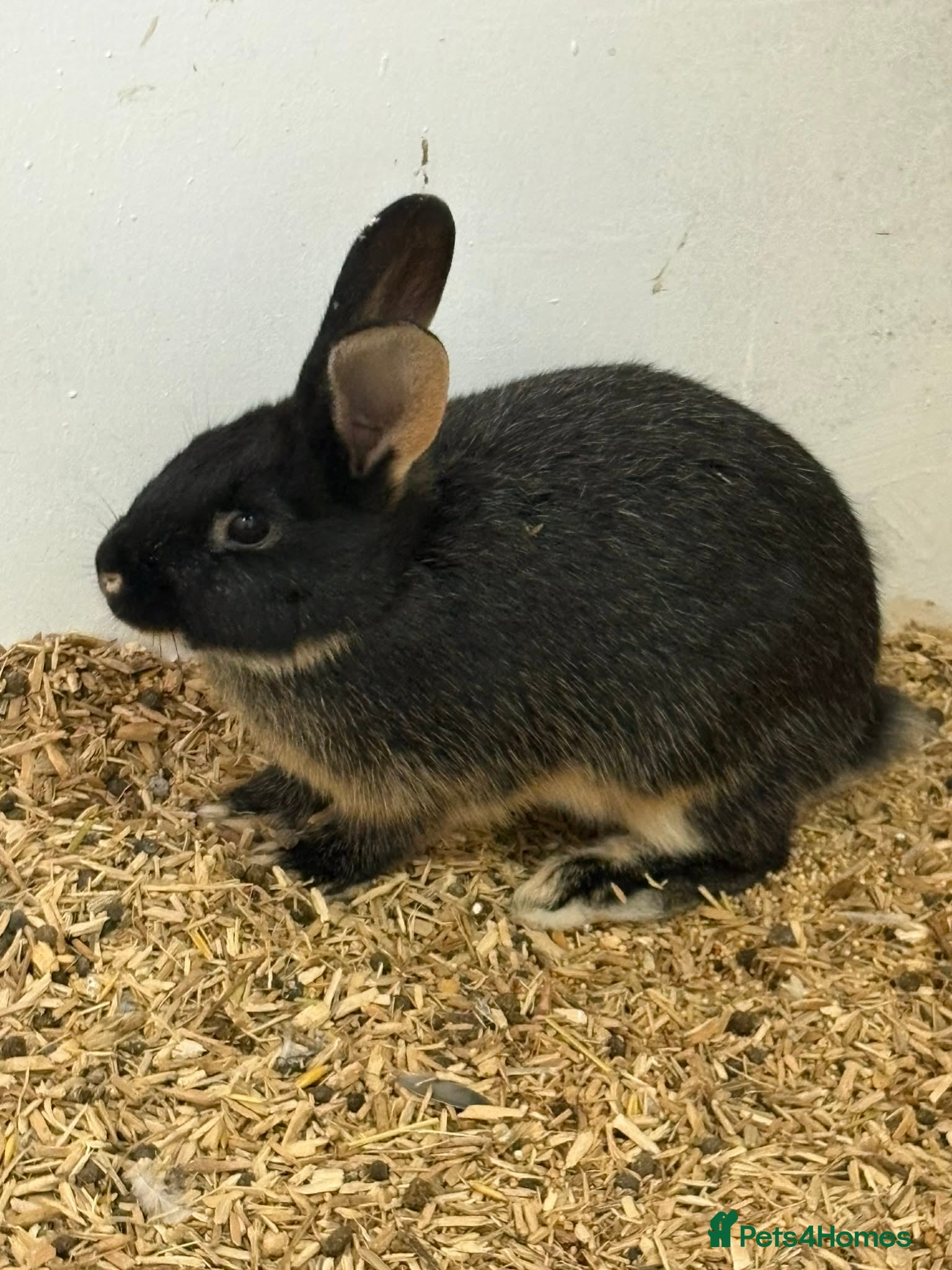 French Lop rabbits  baby rabbits REDUCED  - Advert 5