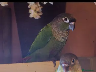 Conures birds Conure babies - Advert 1