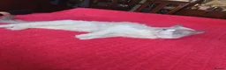 Mixed Breed cats for sale: Kittens - Advert 23