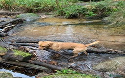 Labrador Retriever dogs for sale: My Boy Lenny - Labrador  - Image 8