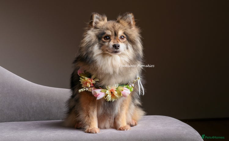 Pomsky dogs - Advert 2