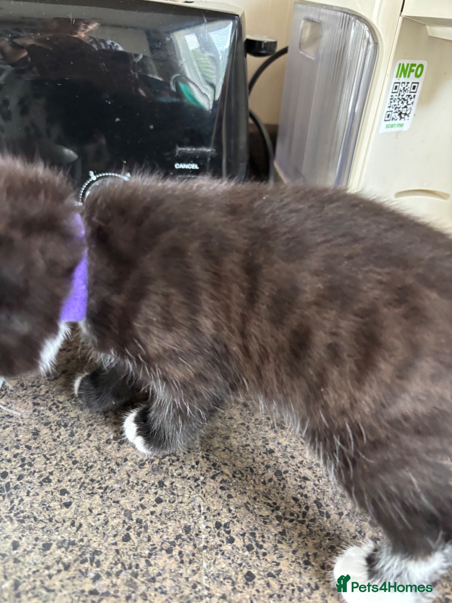 British Shorthair cats Adorable kittens for sale - Advert 7