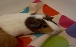 Guinea Pig rodents for sale: 2 x Lovely Girls ( 1 year old) - Image 4