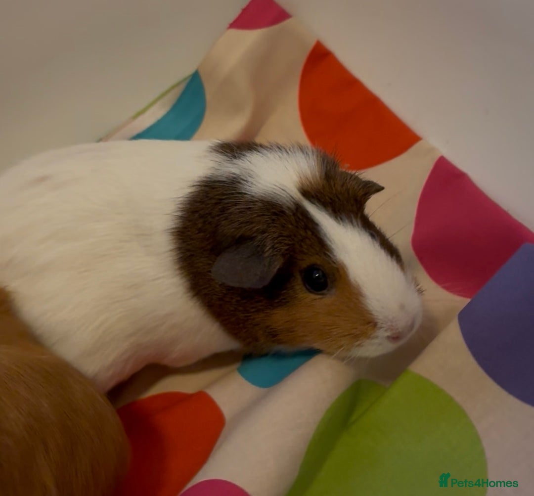 Guinea Pig rodents for sale: 2 x Lovely Girls ( 1 year old) - Image 4
