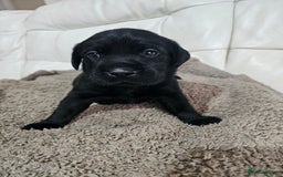 Labrador Retriever dogs for sale: KC registered outstanding labdrador puppies  - Image 35