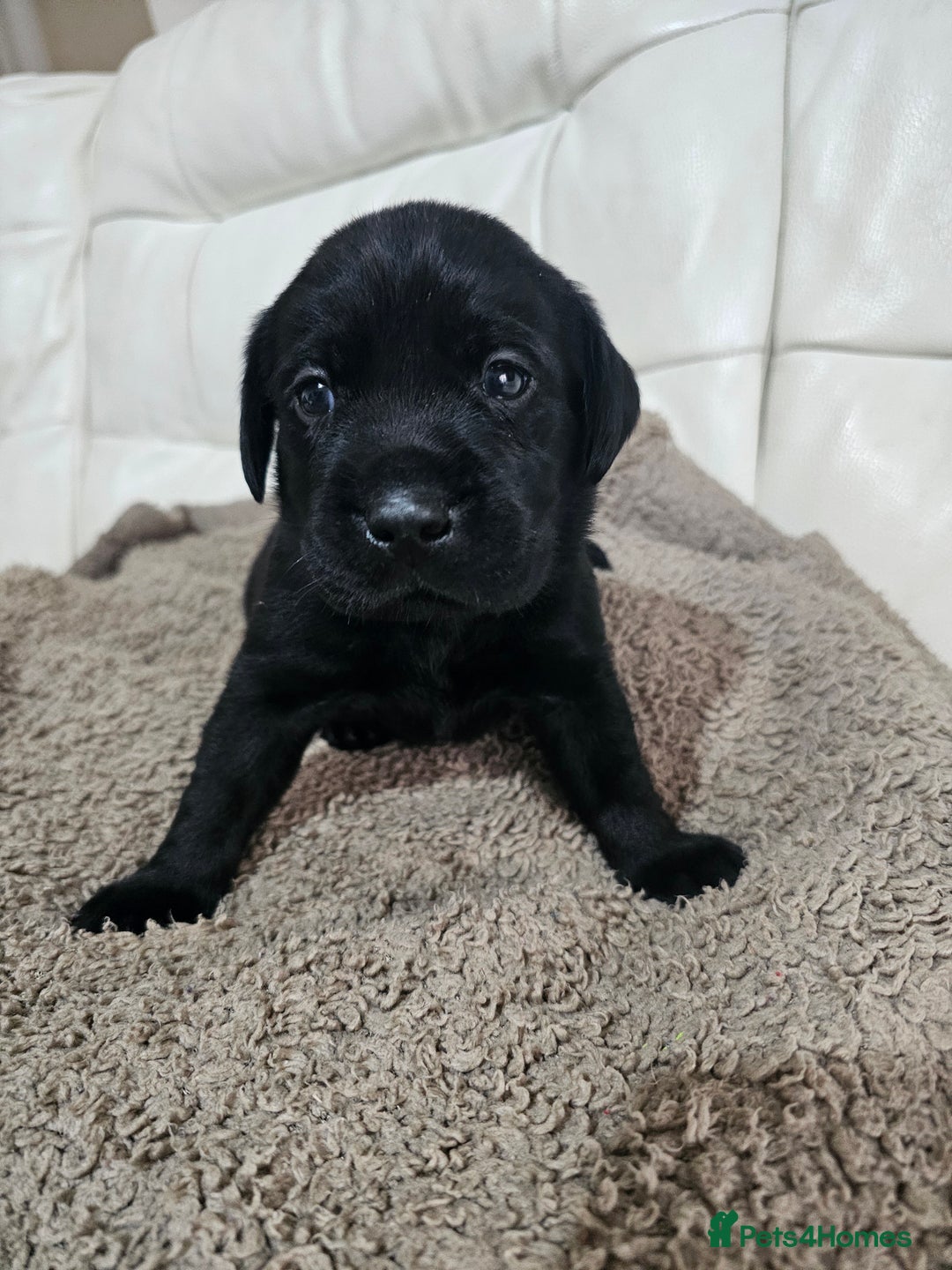 Labrador Retriever dogs for sale: KC registered outstanding labdrador puppies  - Image 35