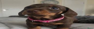 Miniature Dachshund 2