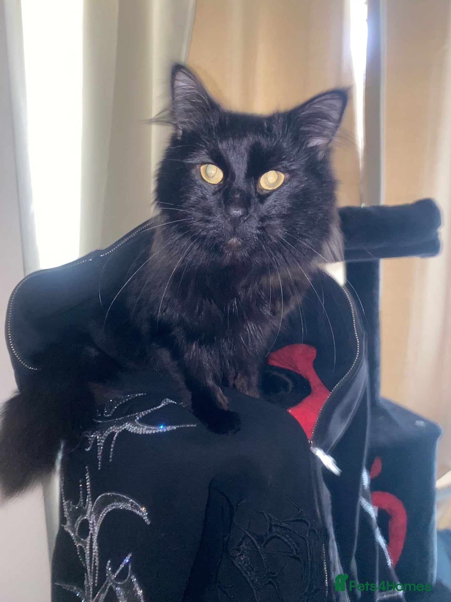 Maine Coon cats Milo (Milson) - Advert 1