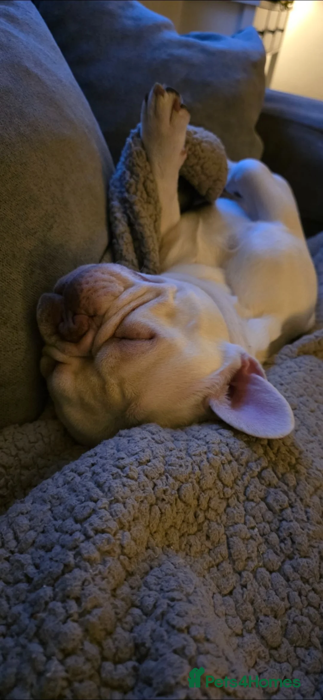 French Bulldog dogs for sale: 2 year old Male Frenchie called Pablo  - Advert 17