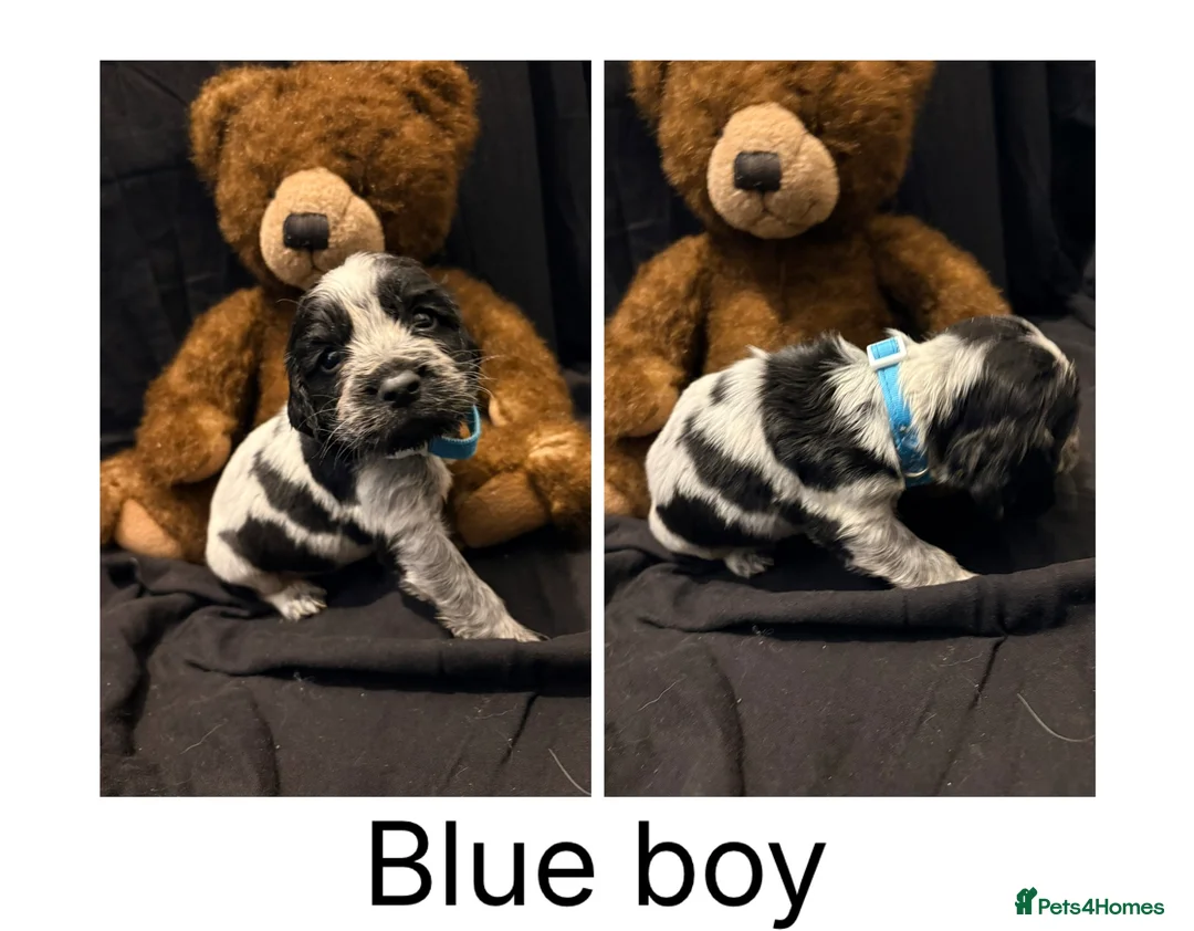 Cocker Spaniel dogs for sale: Cocker Spaniel Puppies For Sale - Advert 1