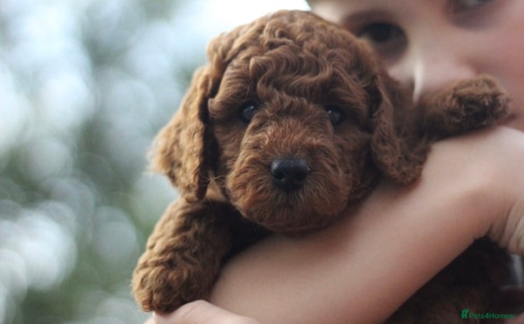 Miniature Poodle dogs - Advert 8