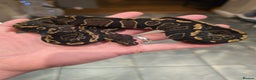 Python Snake reptiles for sale: Royal/ball pythons young to adult - Advert 4