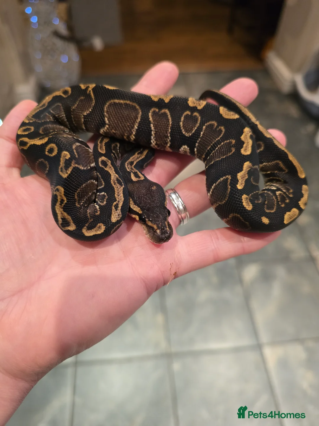 Python Snake reptiles for sale: Royal/ball pythons young to adult - Advert 4