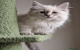 Siberian cats for sale: Blue Eyed Siberian Blue Point Kittens - Image 1
