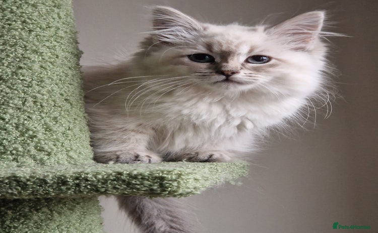 Siberian cats - Advert 1