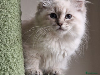 Siberian cats - Advert 4