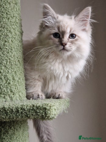 Siberian cats - Advert 1