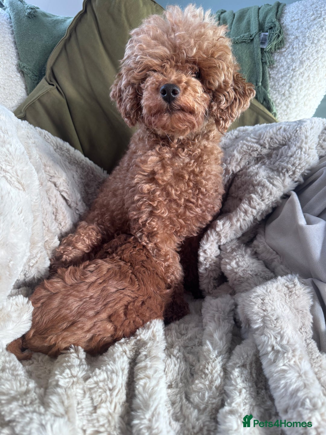 Toy Poodle dogs for sale: Mini KC red toy poodle  - Advert 2