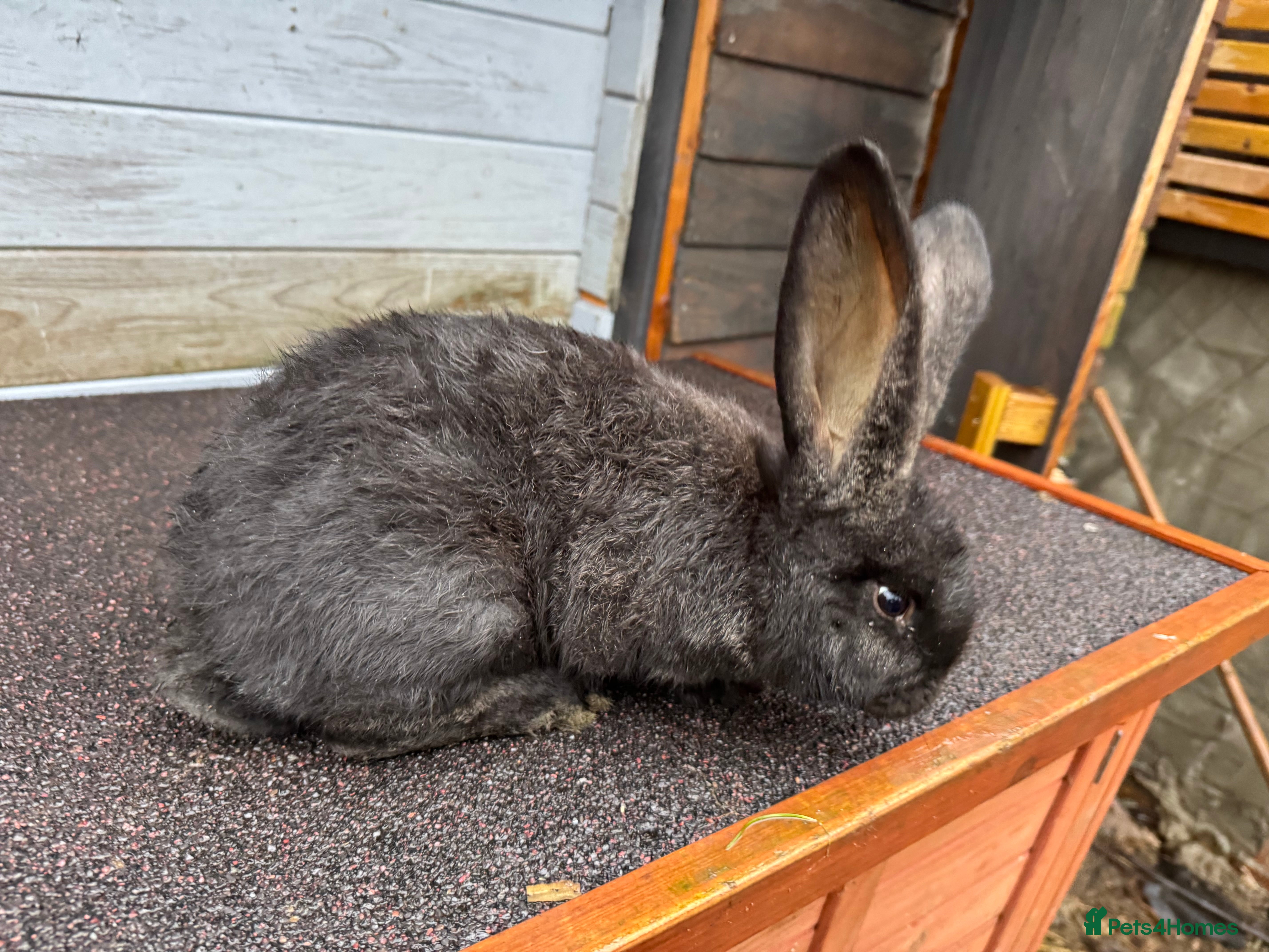 Continental Giant rabbits Black giant rabbit kits - Advert 1