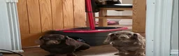 Miniature Dachshund dogs for sale: 6 beautiful miniature dachshunds for sale  - Advert 10