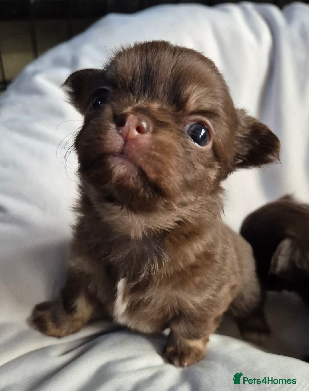 Chihuahua dogs for sale: 4 KC CHIHUAHUA GIRLS  - Image 8