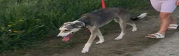 Lurcher dogs for sale: Lurcher for sale  - Advert 4