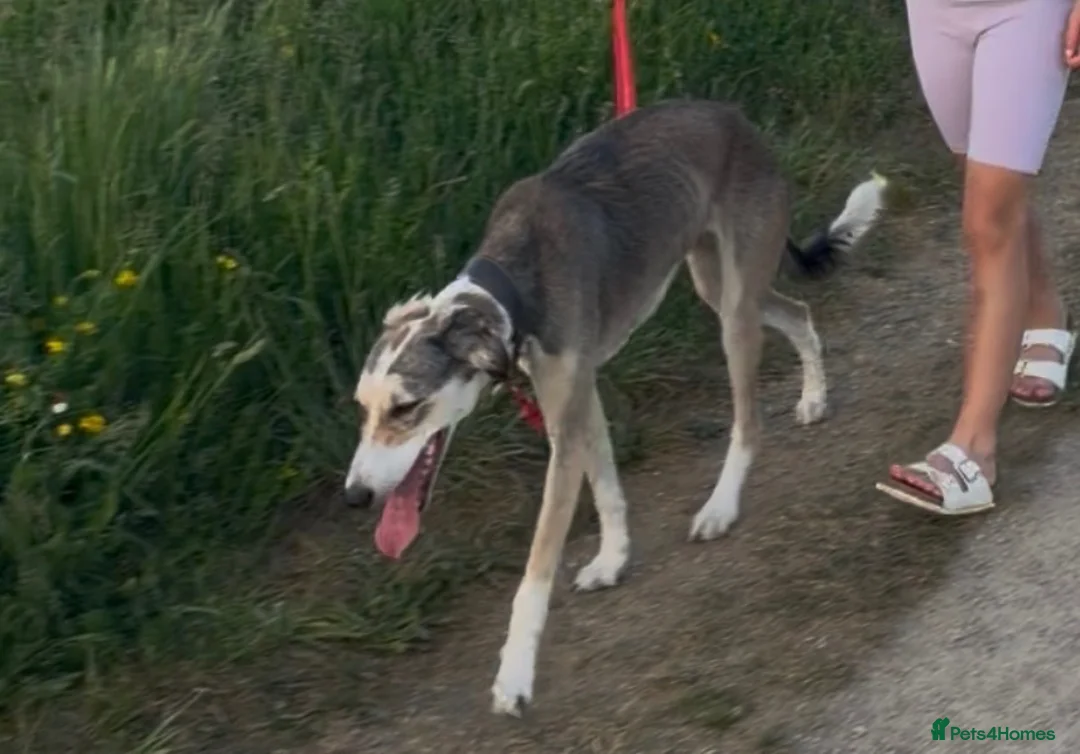 Lurcher dogs for sale: Lurcher for sale  - Advert 4