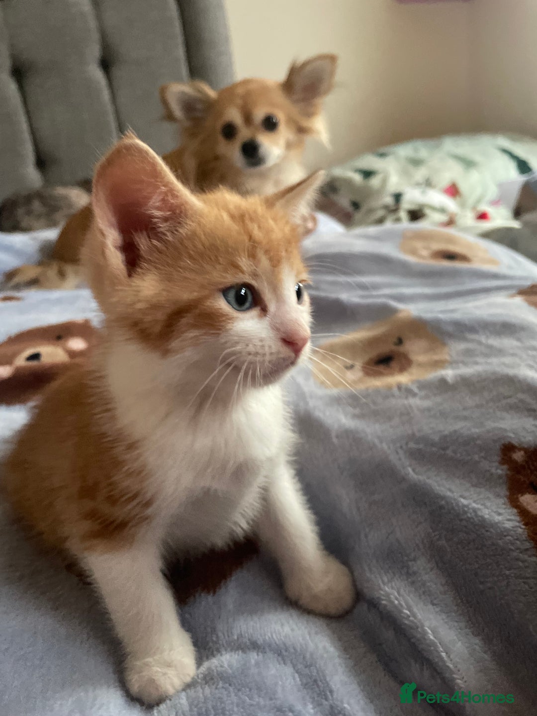 Mixed Breed cats for sale: 5 Beautiful & Friendly kittens for sale  - Advert 26