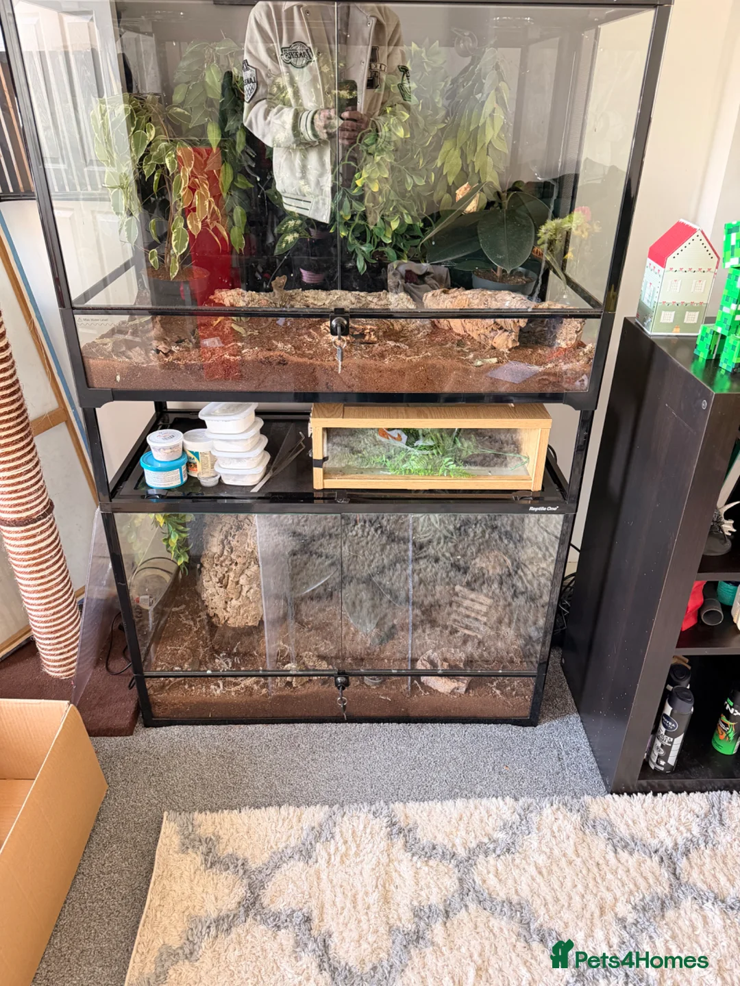 Gecko reptiles for sale: Crested gecko breeding collection  - Advert 12