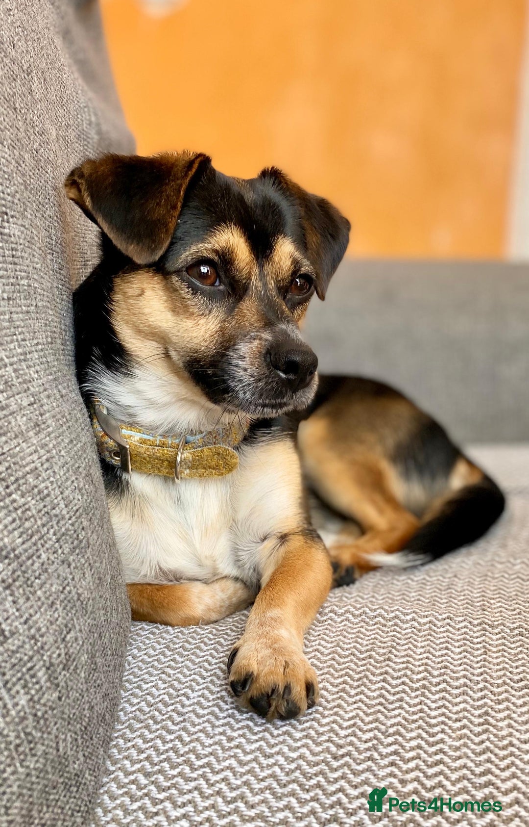 Mixed Breed dogs for adoption: Lolly and Poppy - Advert 16