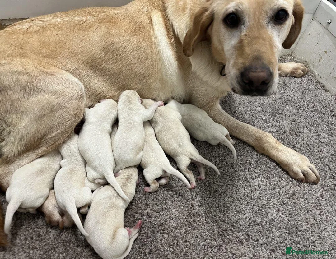 Labrador Retriever dogs for sale: Golden Labrador puppies - Advert 5