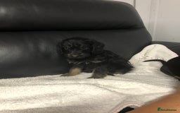 Doxiepoo dogs for sale: Doxiepoo Puppies - Image 3