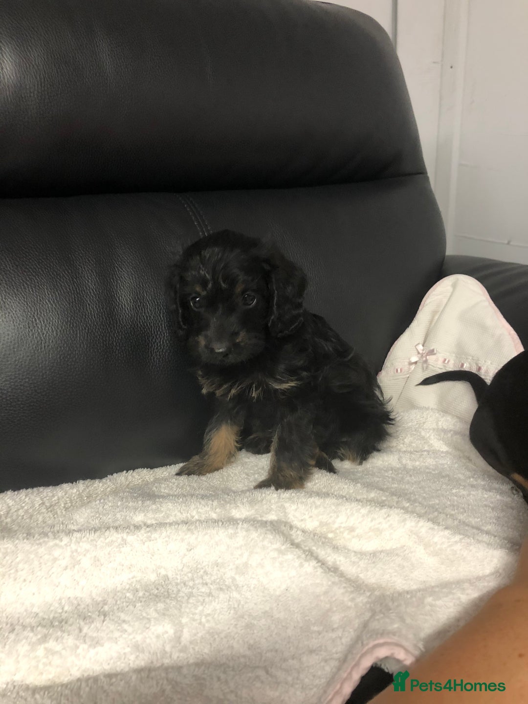 Doxiepoo dogs for sale: Doxiepoo Puppies - Image 3