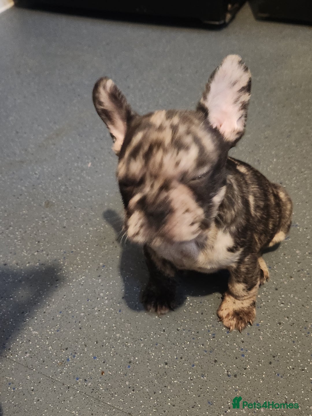 French Bulldog dogs for sale: Beautiful Puppy's For Sale  - Advert 23
