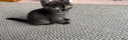 Scottish Fold cats for sale: British Shorthair and Scottish Fold kittens - Advert 8