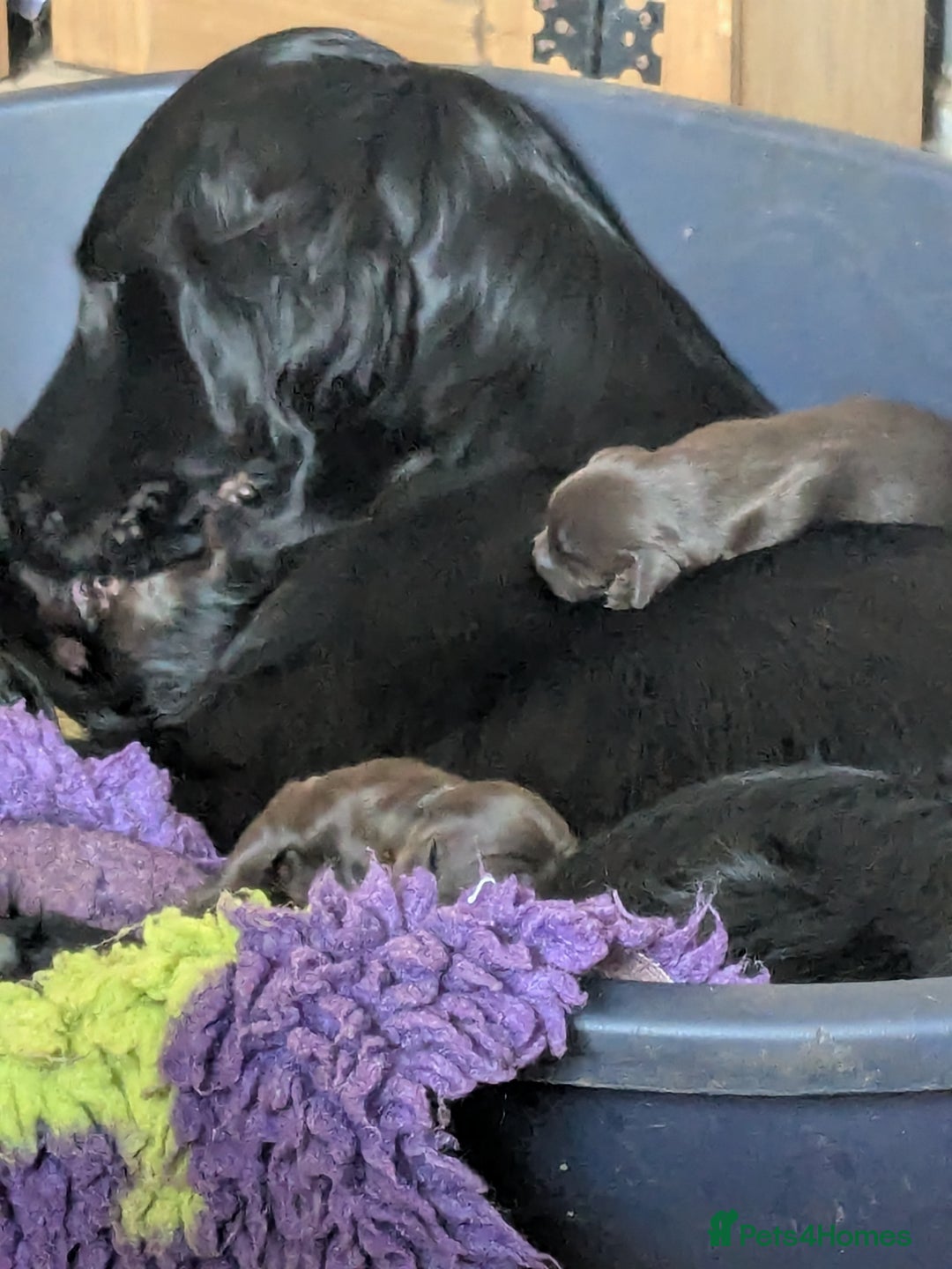 Flat coated Retriever dogs for sale: Flatcoated Retriever puppies  - Image 7