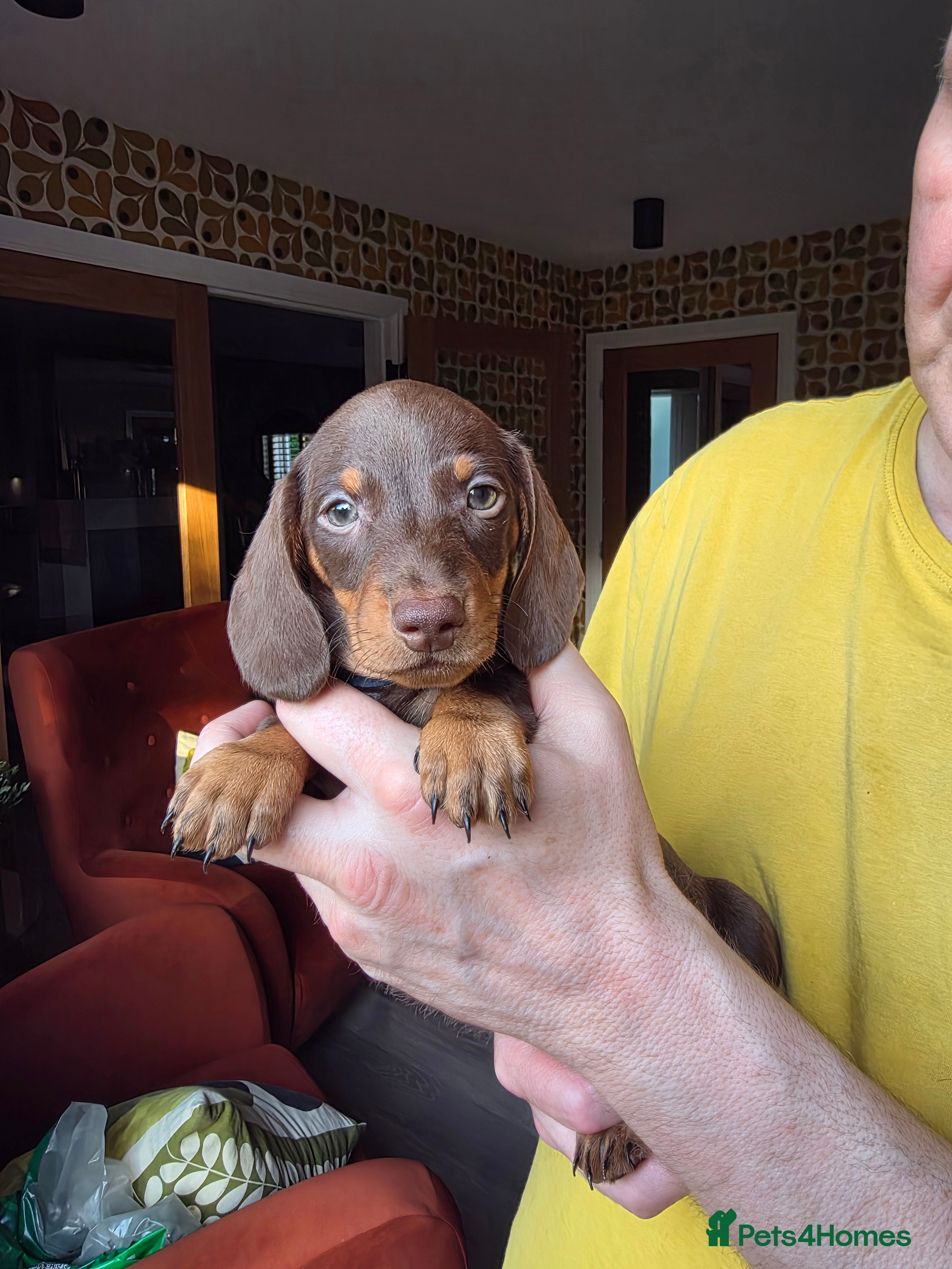 Miniature Dachshund dogs 6 stunning KC registered Pups  - Advert 2