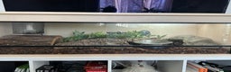 Python Snake reptiles for sale: Royal python with enclosure to a good home - Advert 4