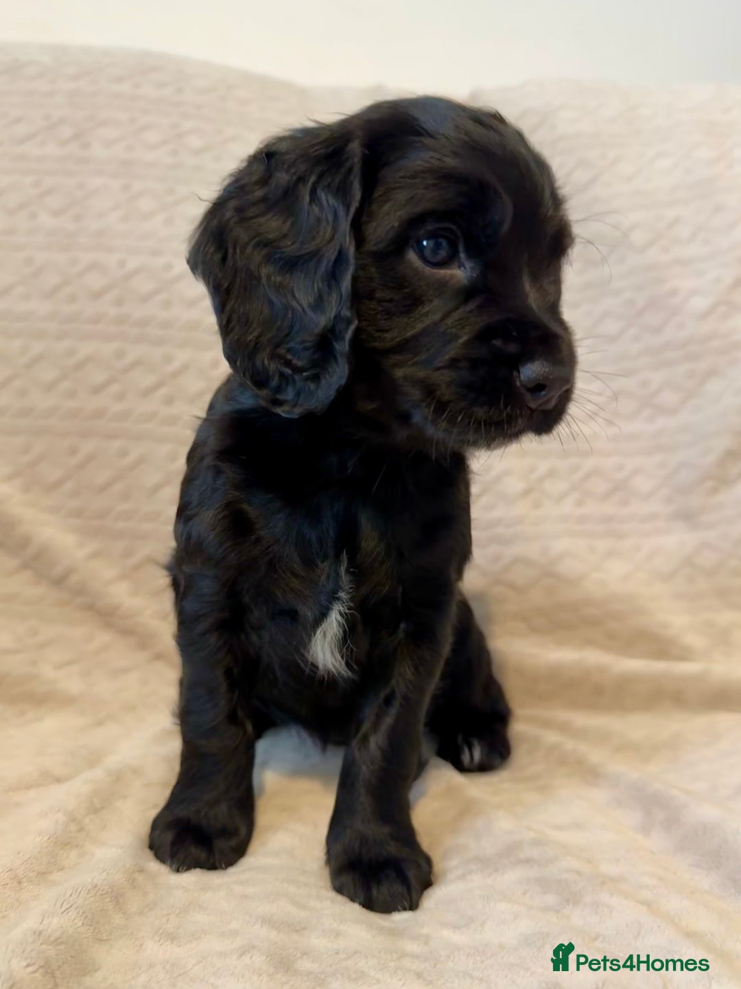 Cocker Spaniel dogs for sale: Last red girl left ready to leave now - Advert 10