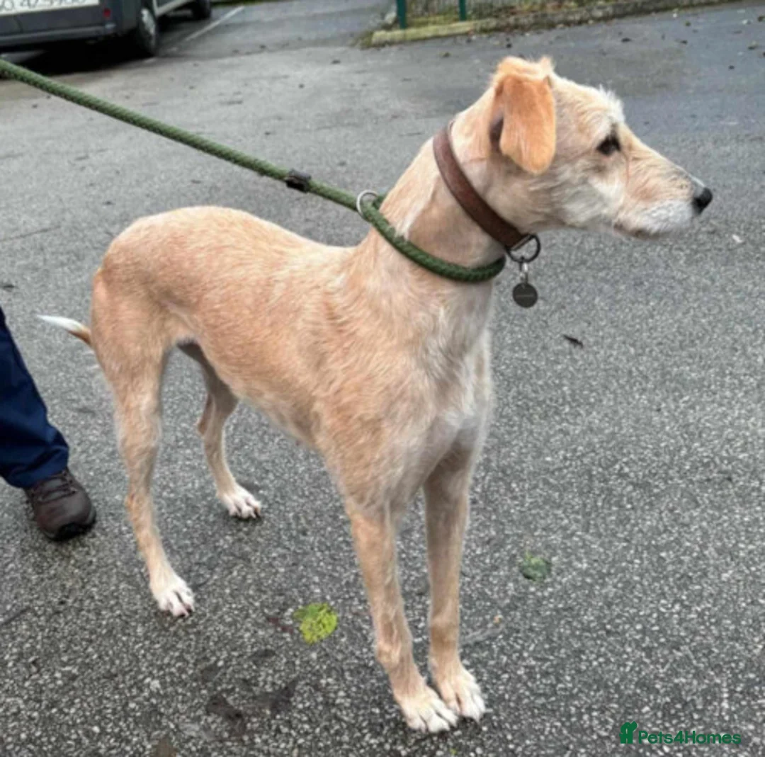 Lurcher dogs for adoption: LURCHERS, LURCHERS, LURCHERS! in Halifax - Advert 8