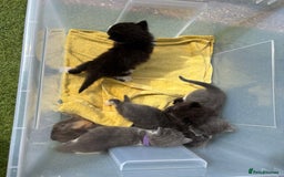 Domestic Shorthair cats for sale: 🐾 Playful, Affectionate Kittens - Image 1