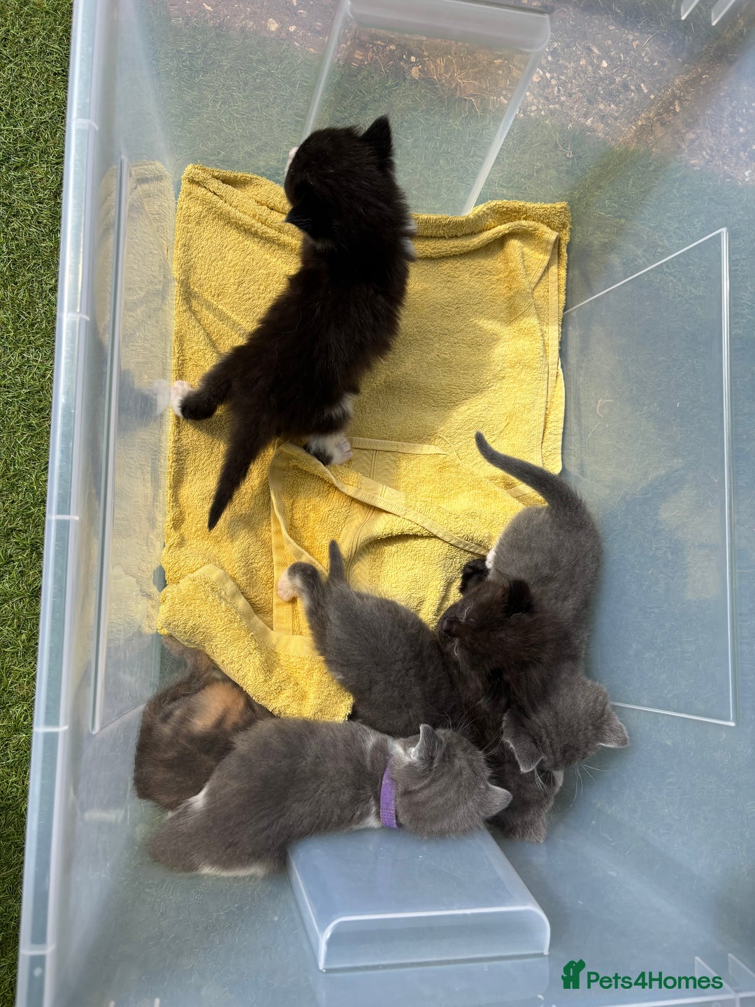 Domestic Shorthair cats for sale: 🐾 Playful, Affectionate Kittens - Image 1