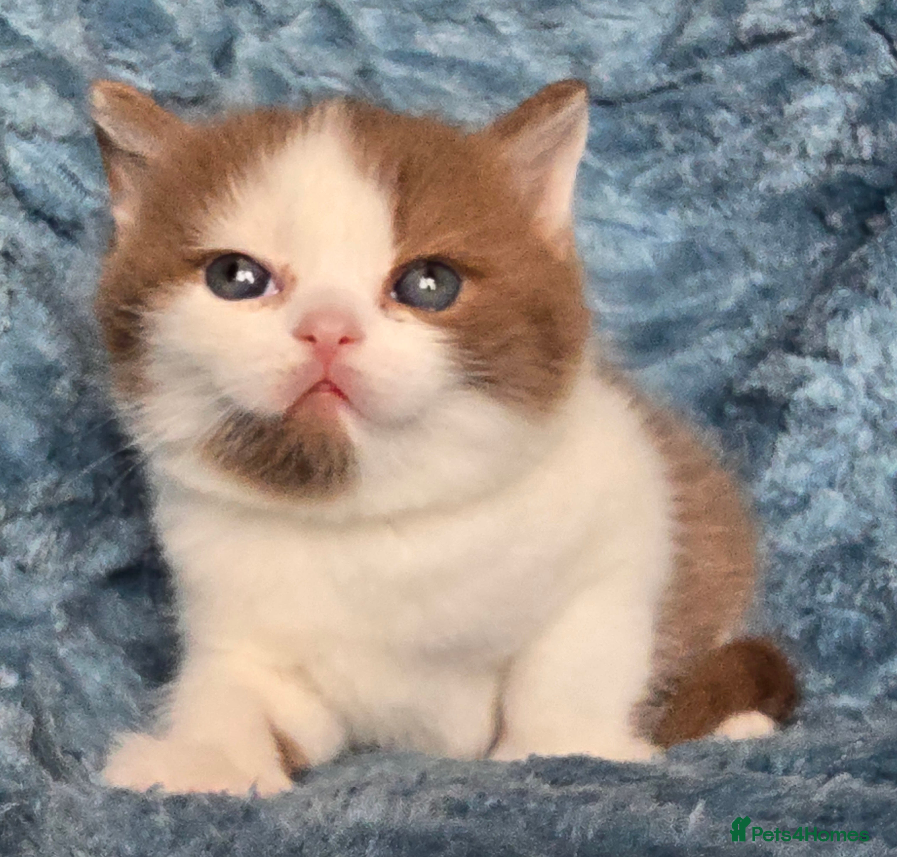 British Shorthair cats TICA registered British shorthair kittens - Advert 13