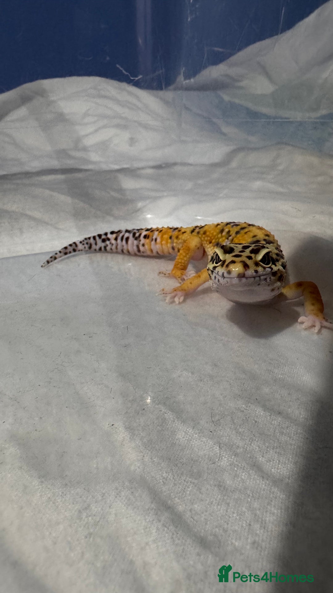 Leopard Gecko reptiles for sale: 🦎 Leopard Gecko + Full Setup – Ready to Go - Advert 4